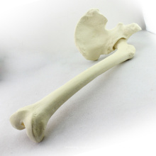 Kaufen Sie eine 12314 Hüfte mit Femur, künstliche Drillable Hipbone